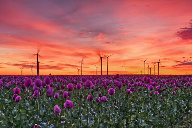 34 das lila Mohnfeld im Sonnenaufgang (Mai 2024) | Foto: Julia Litzenberger