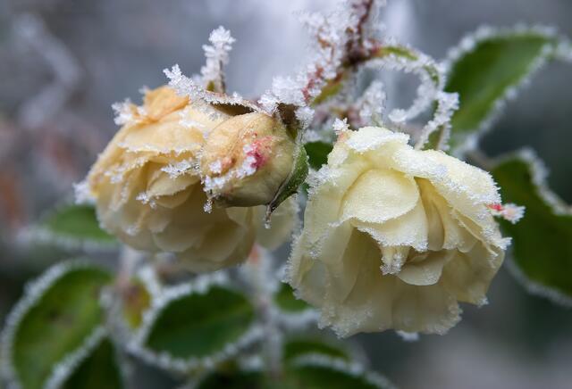 42 Englische Rose mit Raureif überzogen. Fotografiert im eigenen Garten in Bolanden | Foto: Uwe Nielsen