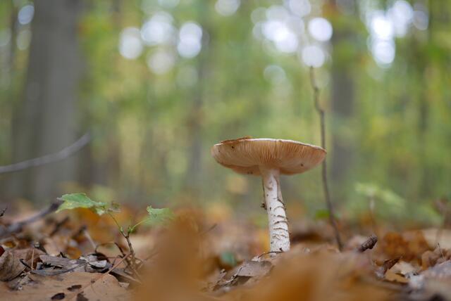 36 Im Bellheimer Forst | Foto: Hanne Wolff