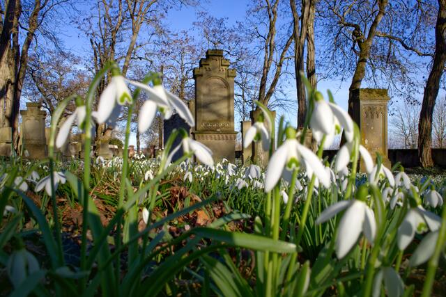 25 Der Schneeglöckchen-Friedhof bei Kindenheim im Februar 2023 | Foto: Julia Litzenberger
