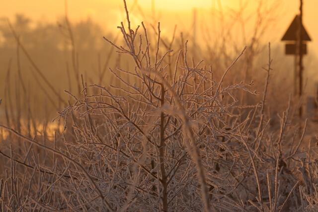 34 Wunderschöner Sonnenaufgang an der Altriper Fähre | Foto: Hendrik Schmidt