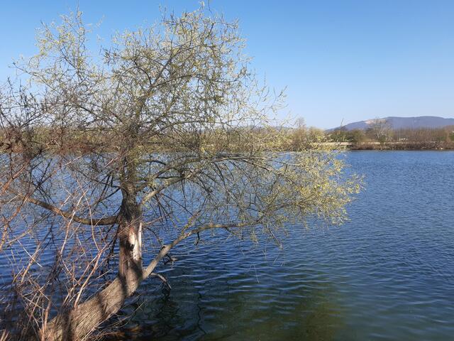 1 Erste Frühlingsgefühle am Neckar bei Edingen-Neckarhausen | Foto: Marco Bettini