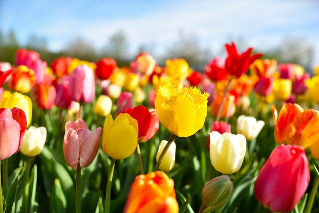 7 Aufnahmeort Mackenbach

Auf einem Tulpenfeld geschossen. Bunte, farbenfrohe Blumen. | Foto: Christian Scott