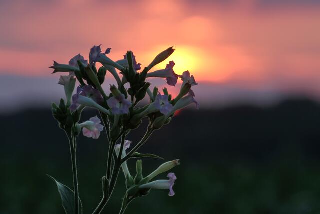27 Typisch für die Region um Hatzenbühl, Hayna und Herxheim: die Tabakpflanze bei Sonnenuntergang  | Foto: Katharina Jochim