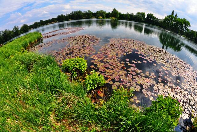 15 Niederwiesenweiher  bei Schifferstadt (Pfalz) | Foto: Sergejew Jakob