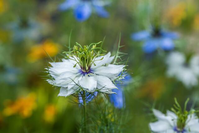 29 Blumenbeet mit "Jungfer Im Grünen" 
Aufgenommen in meinem Garten in Leimersheim | Foto: Beate Wurster