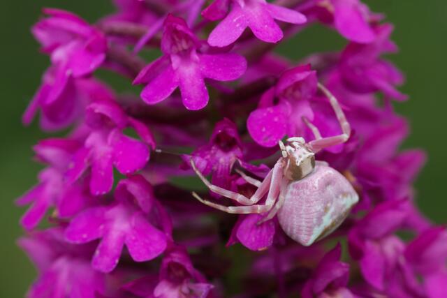 31 gehöckerte Krabbenspinne auf einer Pyramidenorchis, gefunden im Raum Grünstadt, Juni 2021 | Foto: Julia Litzenberger