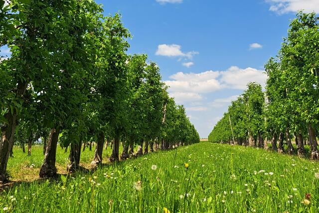 5 Spaziergang im Feld in Meckenheim | Foto: Sonja Weinhold