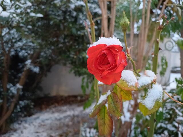 3 Rose im Mutterstadter Winter, Dezember 2023 | Foto: Lena Schneider