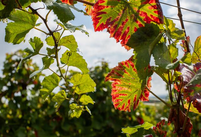 40 Weingarten bei Schweigen-Rechtenbach (Südliche Weinstraße) | Foto: Viktor Baidinger