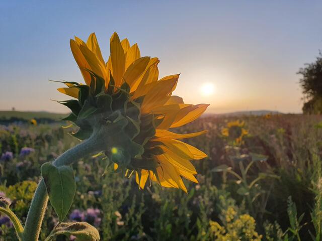 33 Blühstreifen bei Pfeffelbach | Foto: Katja Bensel