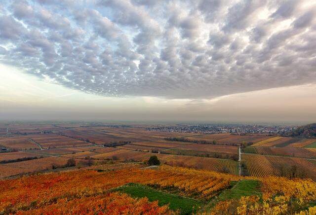 28 Blick vom Flaggenturm (liebevoll Kaffeemühlchen genannt) bei Bad Dürkheim in die Rheinebene und den Weinort Wachenheim | Foto: Manfred RIedel