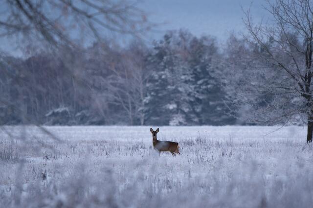 33 Reh in der morgendlichen Winterlandschaft auf den Feldern von Haßloch | Foto: Zofia Przyklenk