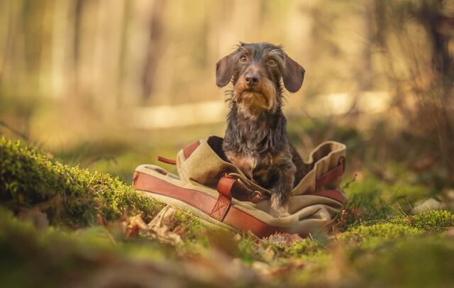3 Dackel Henry ist seinem Reich: dem spannenden und wundervoll gepflegten Wald in 67373 Dudenhofen. Eine Kleinod voller Erholung als Alternative zu unserem großen Pfälzer Wald. Es ist sein Revier und Spielwiese zugleich.
Das Foto ist im Rahmen eines Fotoshootings entstanden; ich bin selbstständige Hundefotografin aus 67112 Mutterstadt. | Foto: Fellkinder Fotografie - Kimberley Koch