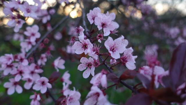 22 Kirschblüte im Sonnenuntergang bei Westheim | Foto: Sarah Brunner