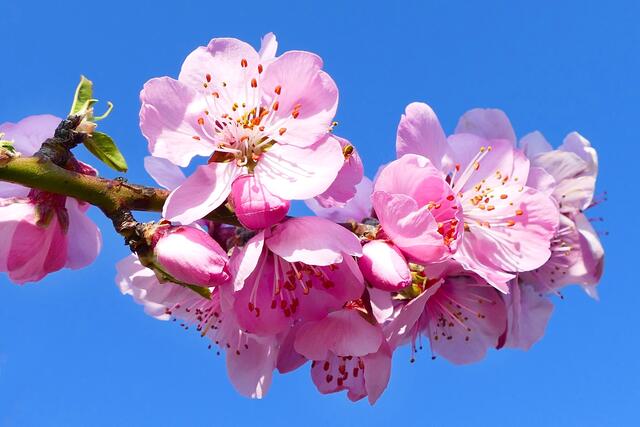33 Immer wieder wunderschön anzuschauen: Mandelblüten in Gimmeldingen. Herrlich; besonders bei einem solch blauen Himmel und Sonnenschein! | Foto: Angelika Bullinger