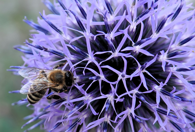 21 Blütenzauber in der Karlsruher Weststadt | Foto: Melanie Zürn
