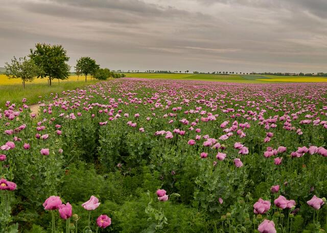 8 Schlafmohnfeld bei Biedesheim im Juni. | Foto: Hans Werner Merzhäuser