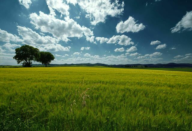 33 Frühsommer bei Bad Bergzabern | Foto: Werner Traudt