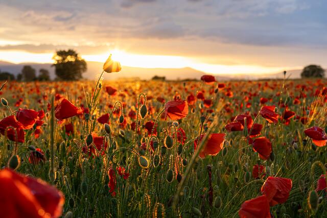 38 Mohnblumenfeld bei Böbingen im Sonnenuntergang | Foto: Georg Beck