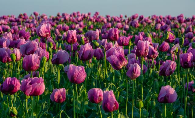 9 Lila Mohnfeld bei Kindenheim im Leininger Land | Foto: Volker Fleckser
