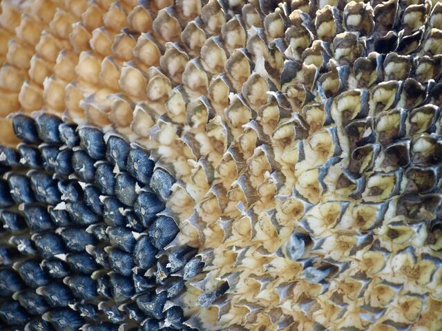 3 Nahaufnahme einer vertrockneten Sonnenblume Ende Oktober bei Bad Dürkheim. Die wunderschönen Wege durch die Weinreben, angrenzend an den Pfälzerwald bei der Michaelskapelle.
 | Foto: Alisa Herbst