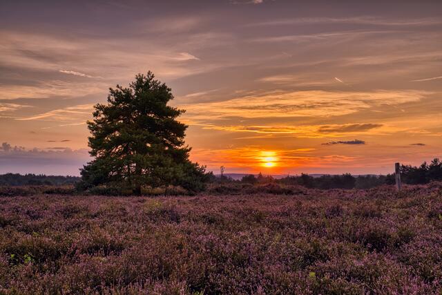 27 Morgens in der Mehlinger Heide. | Foto: Alexander Böshans