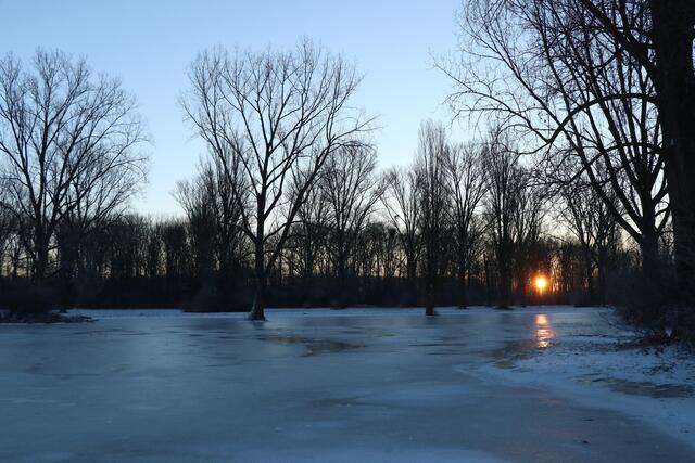 38 Geflutete und vereiste Wiese an einem sehr kalten Februarmorgen zwischen Speyer Binsfeld und Rhein. | Foto: Jörg Möhwald