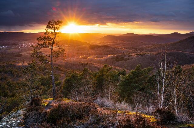20 Wetterkiefer im Sonnenuntergang, Pfälzerwald | Foto: Marvin Jülch