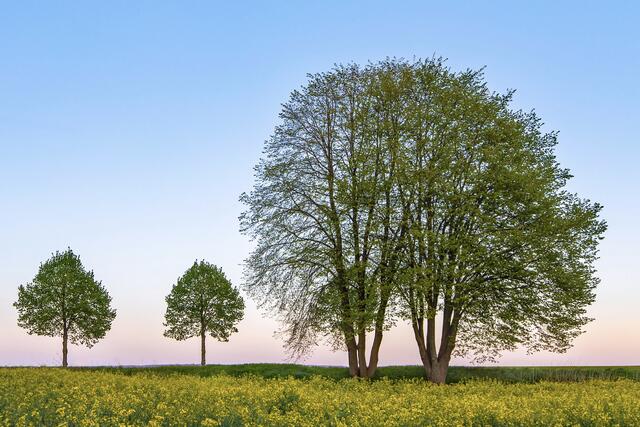11 Frühlingsgefühle
aufgenommen in der Nähe von Mehlingen | Foto: Elmer Geissler