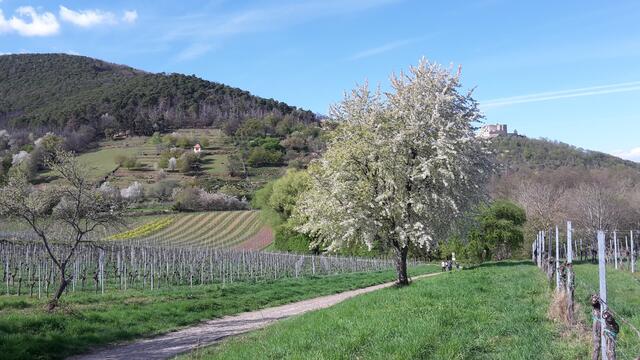 23 Wandern um das Hambacher Schloss von Maikammer nach Neustadt | Foto: Peter Saling 