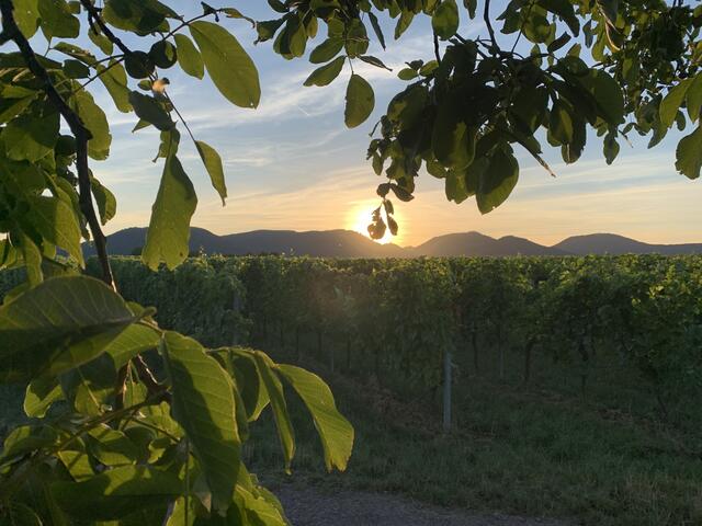 9 Sonnenuntergang in den Weinreben bei Mörzheim | Foto: Birgit Bruno