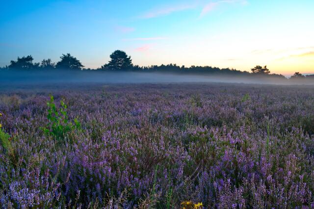 44 Heidekraut Blüte in der Mehlinger Heide  | Foto: Claus Wieland