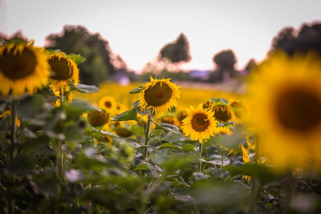 19 Sonnenblumenfeld bei Sonnenuntergang 

Ort: Otterbach (Kreis Kaiserslautern) | Foto: Eda Tümkaya