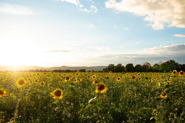 40 Sonnenblumenfeld in Haßloch, Pfälzer Wald im Hintergrund | Foto: Zofia Przyklenk