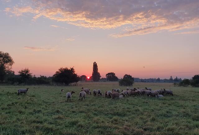 45 Sonnenaufgang mit Schafen im Bruch bei Ungstein | Foto: Claudia Dormeyer