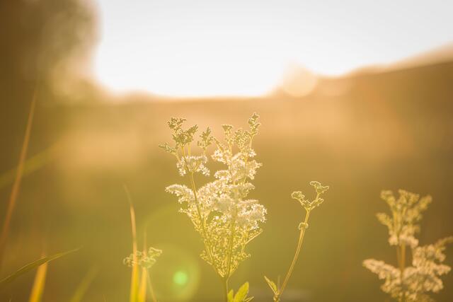 22 Sonnenreflexionen 

Ort: Sambach/Otterbach (Kreis Kaiserslautern) | Foto: Eda Tümkaya