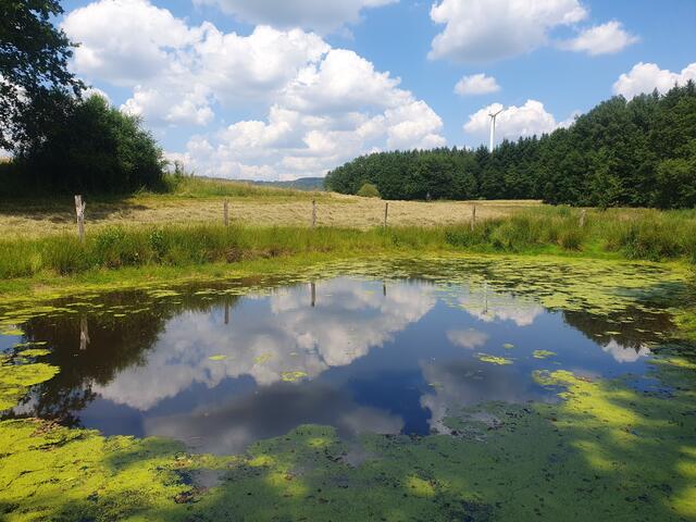 28 Biotop in Herchweiler i.O. | Foto: Katja Bensel