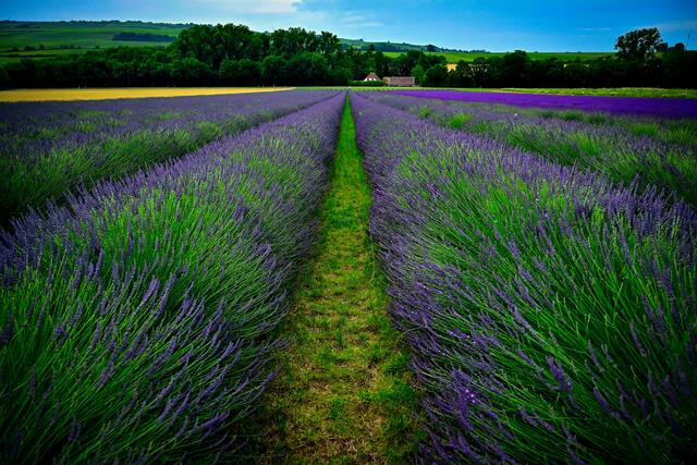 36 Lavendelfeld bei Asselheim | Foto: Katrin Scherr