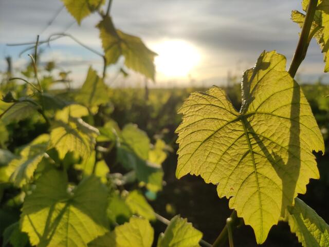 16 Wingert in Dirmstein | Foto: Annika Schulte