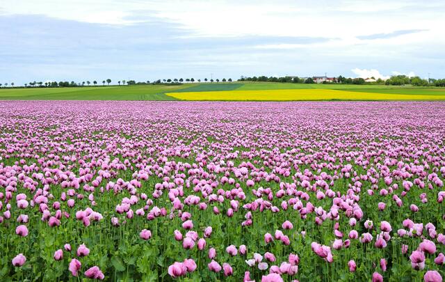 27 Schlafmohnfeld bei Kindenheim - Donnersbergkreis  | Foto: Maike Müller