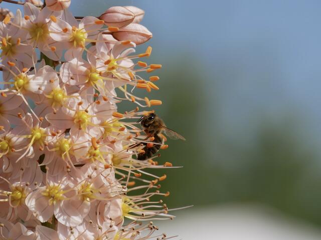30 Bundesgartenschau Mannheim | Foto: Luisa Klemm
