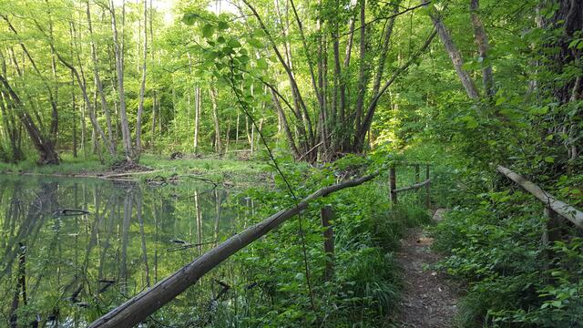 35 verwunschener Pfad in Neuburg am Rhein | Foto: Iris Hutzel