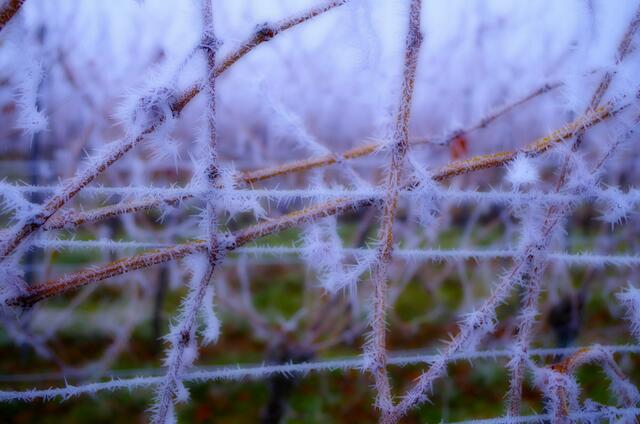 42 Rauhreif an Rebstöcken bei Maikammer | Foto: Werner Traudt