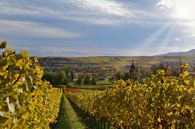 7 Südpfälzer Weinlandschaft | Foto: Ilona Schäfer