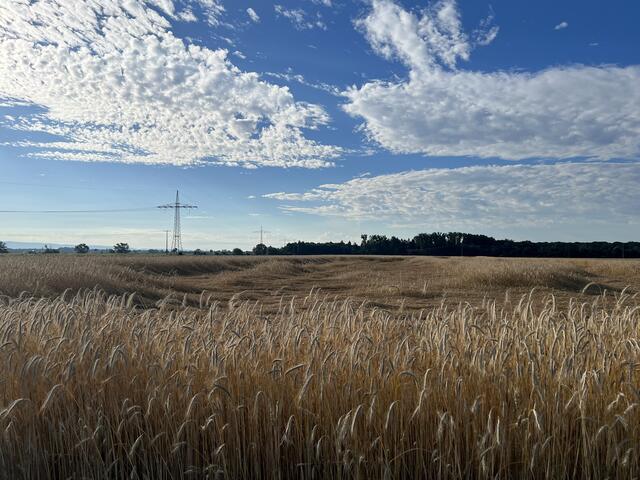 18 Kornfeld Rehhofstraße Schifferstadt  | Foto: Alexandra Rupp