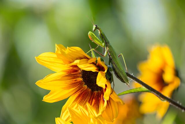 29 Einheimische Gottesanbeterin (Weibchen)
Aufgenommen in meinem Garten in Leimersheim | Foto: Beate Wurster