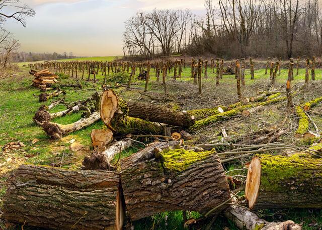 3 Frühjahrsputz im Februar bei Heuchelheim. | Foto: Hans Werner Merzhäuser