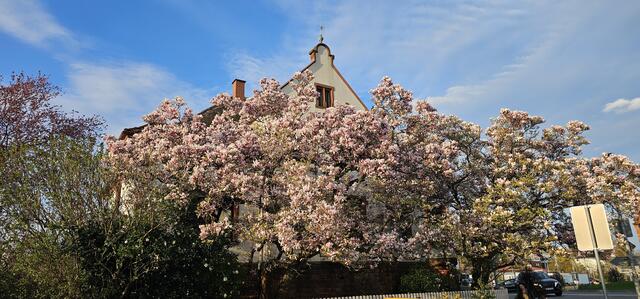 6 Ein Traum aus Magnolienblüten, mitten in Bad Bergzabern.  | Foto: Cornelia Weber
