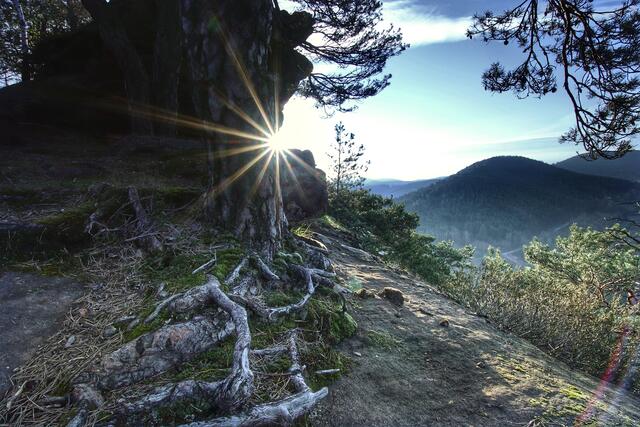 29 Wurzelwerk am Nesselberg. | Foto: Julia Reichelt